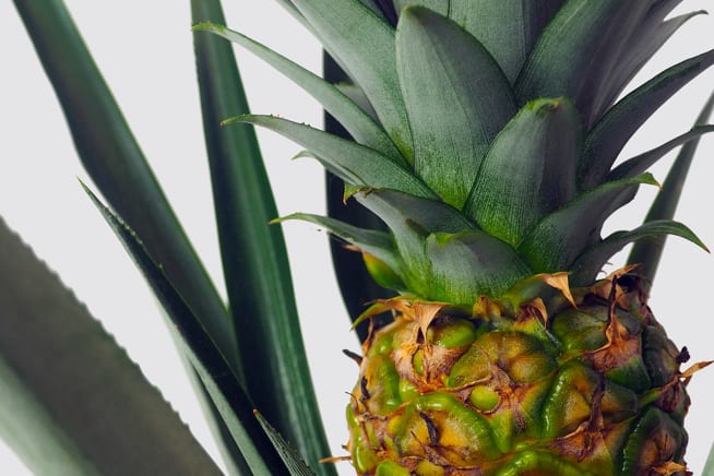 Close-up detail of a fruiting pineapple houseplant on a white studio background