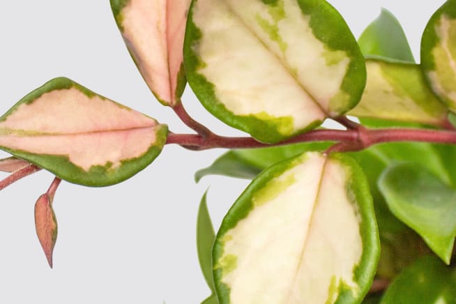 Close-up detail of a hoya plant on a white studio background