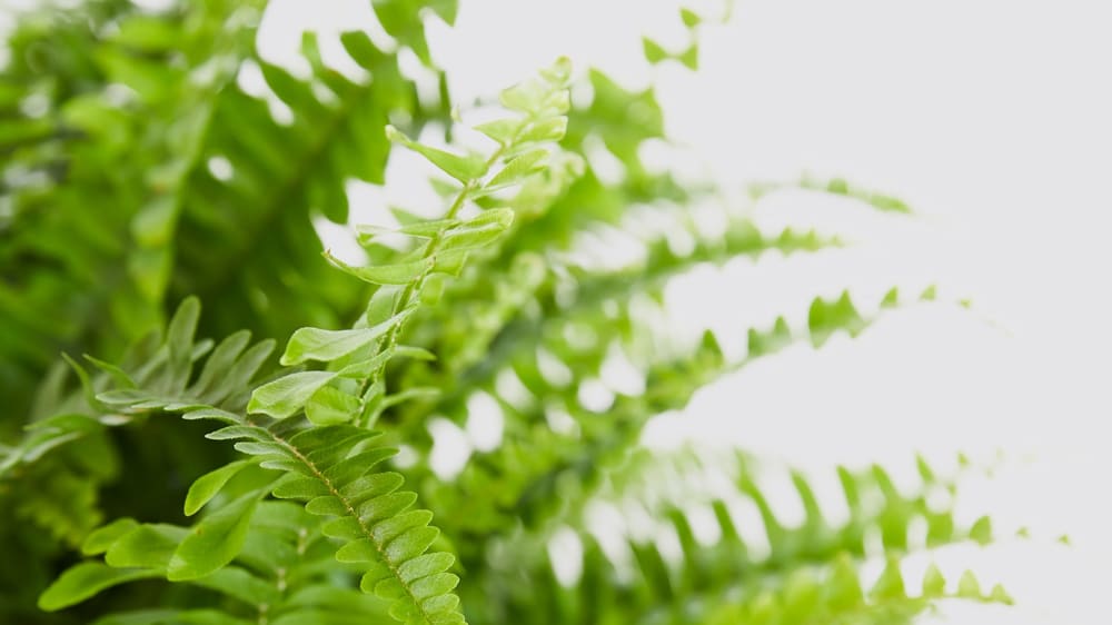 Close-up detail of a Boston fern plant on a white studio background