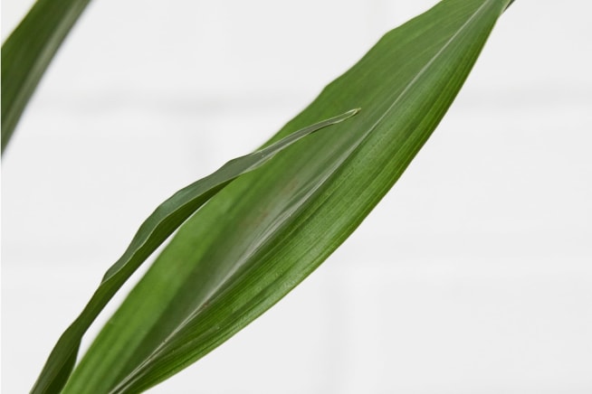 Close-up detail of an aspidistra plant on a white studio background
