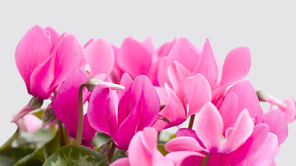 Close-up detail of pink cyclamen flowers on a white studio background
