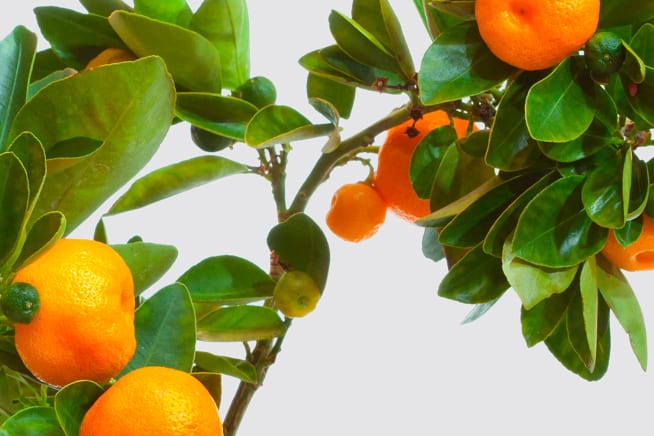 Close-up detail of sweet orange tree in fruit on a white studio background