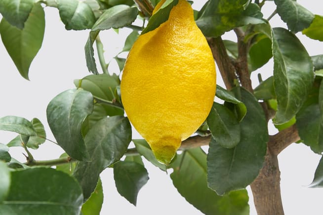 Close-up detail of a lemon tree on a white studio background