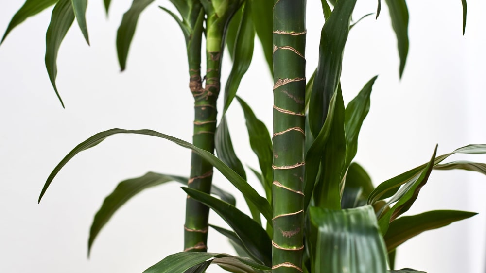 Close-up of a corn plant stem with leaves