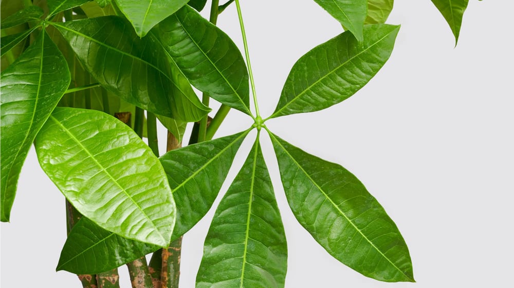 Close-up detail of a money tree on a white studio background