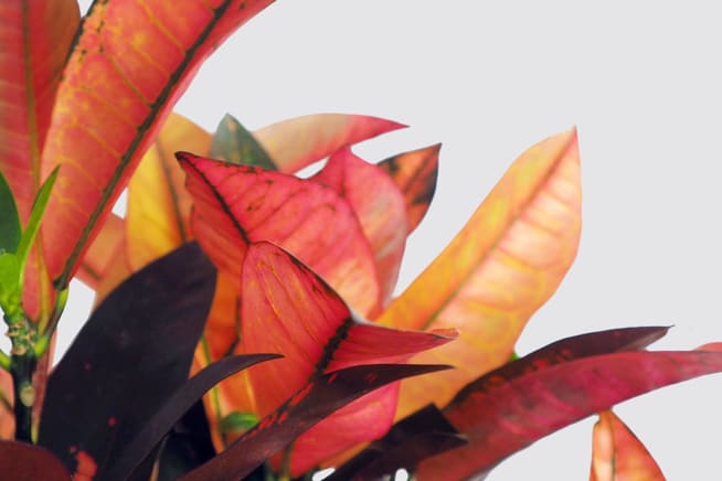 Close-up detail of a croton plant on a white studio background