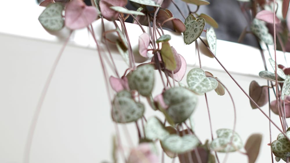 Close-up detail of a ceropegia woodii plant on a white studio backgroun