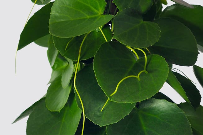 Close-up detail of a grape ivy plant on a white studio background
