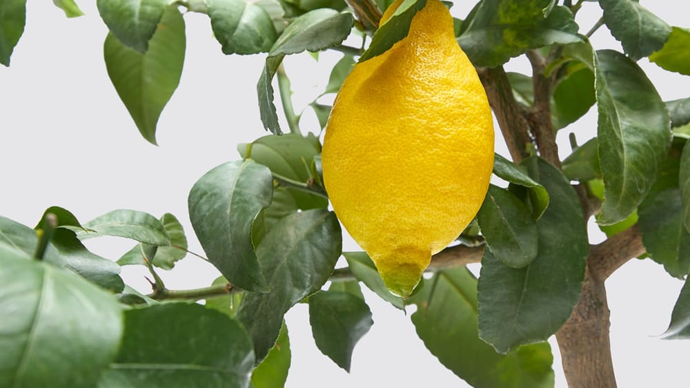Close-up detail of a lemon tree on a white studio background