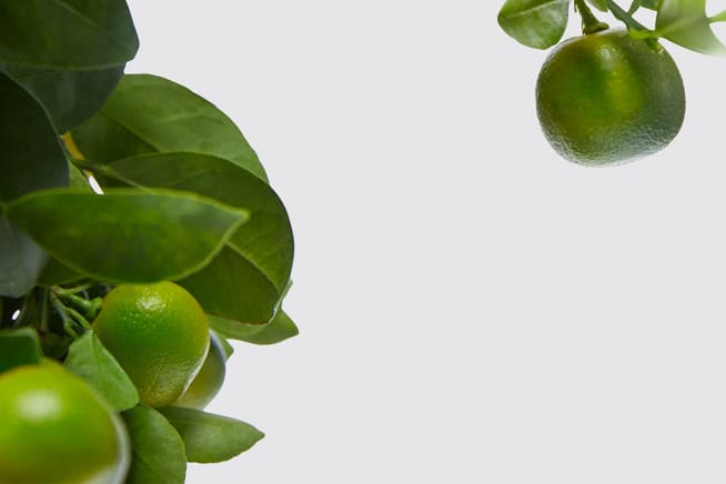 Close-up detail of lime tree on a white studio background