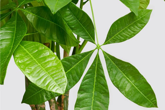 Close-up detail of a money tree on a white studio background