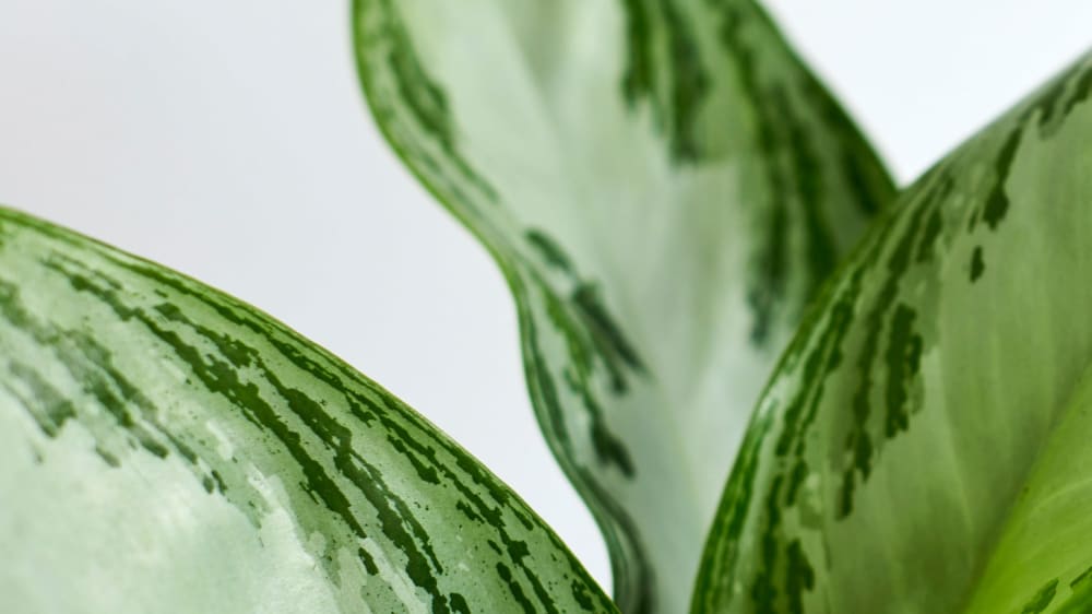 Close-up detail of aglaonema 'silver bay' on a white studio background