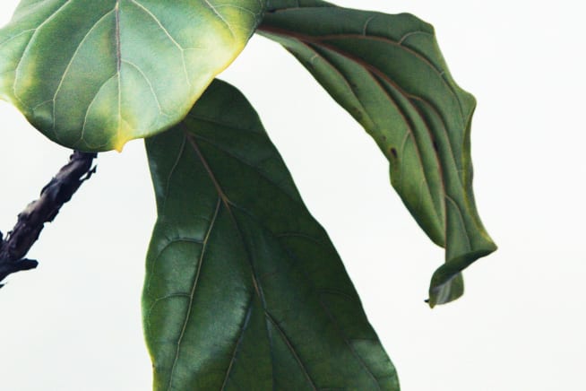 Wilting fiddle leaf fig