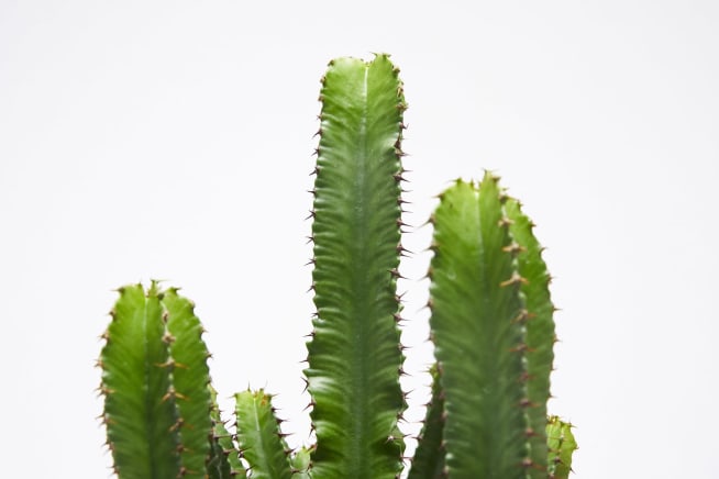 Close-up detail of a euphorbia on a white studio background