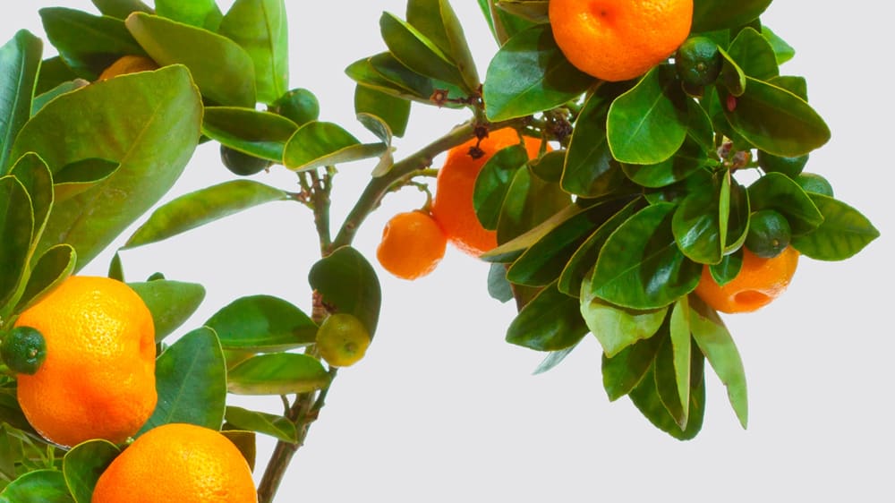 Close-up detail of sweet orange tree in fruit on a white studio background