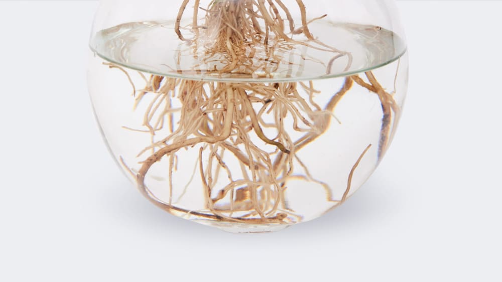 Close-up detail of a hydroponic plant's roots in water in a glass bowl on a white studio background