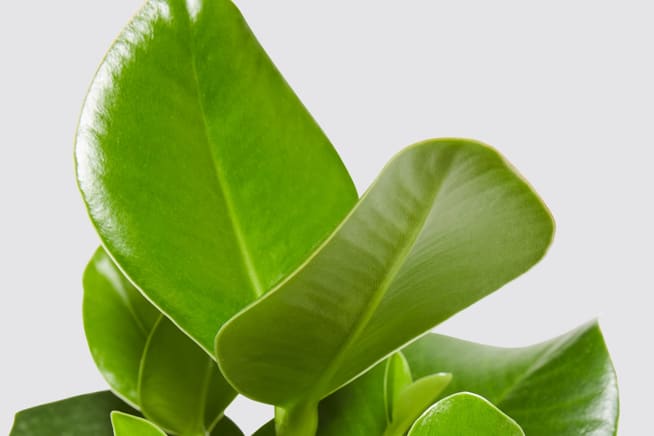 Close-up detail of a clusia princess plant on a white studio background