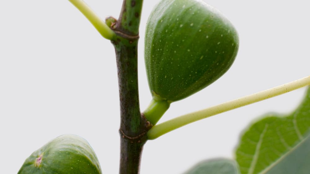 Close-up detail of a fruiting fig tree on a white studio background