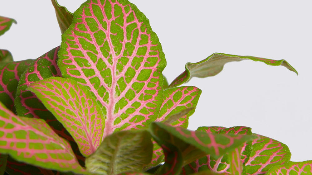 Close-up detail of fittonia plant on a white studio background