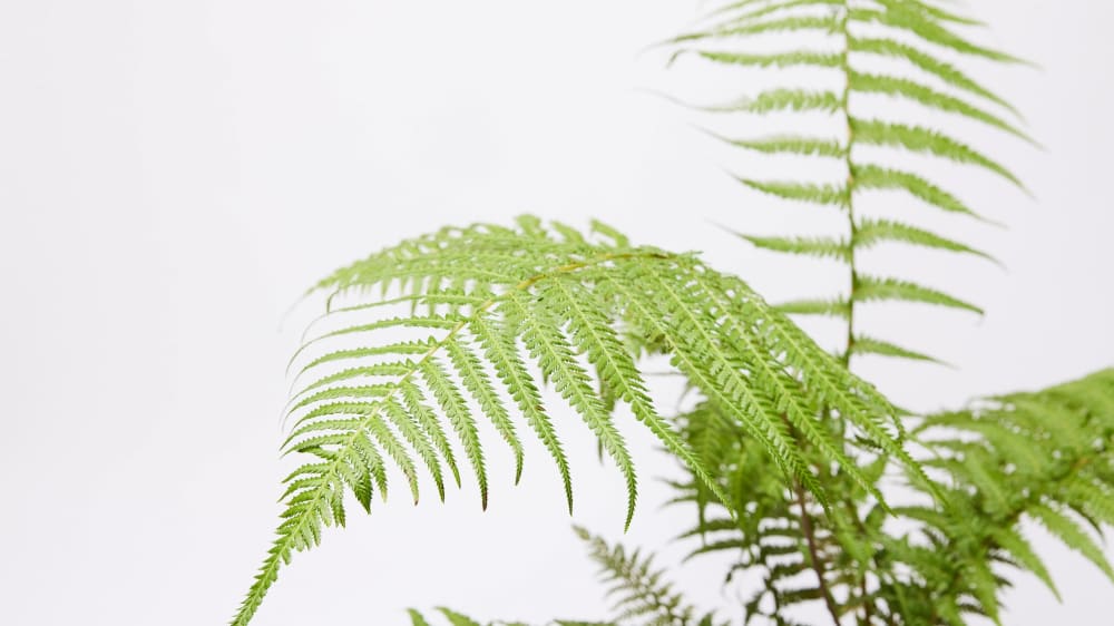 Close-up detail of a tree fern plant on a white studip background