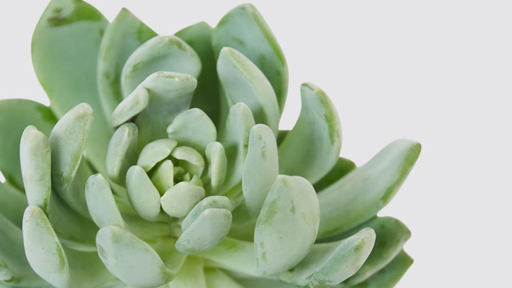 Close-up of a green succulent flower