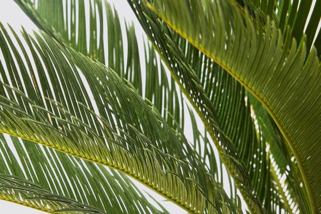 Close-up detail of a cycad sago palm on a white studio background