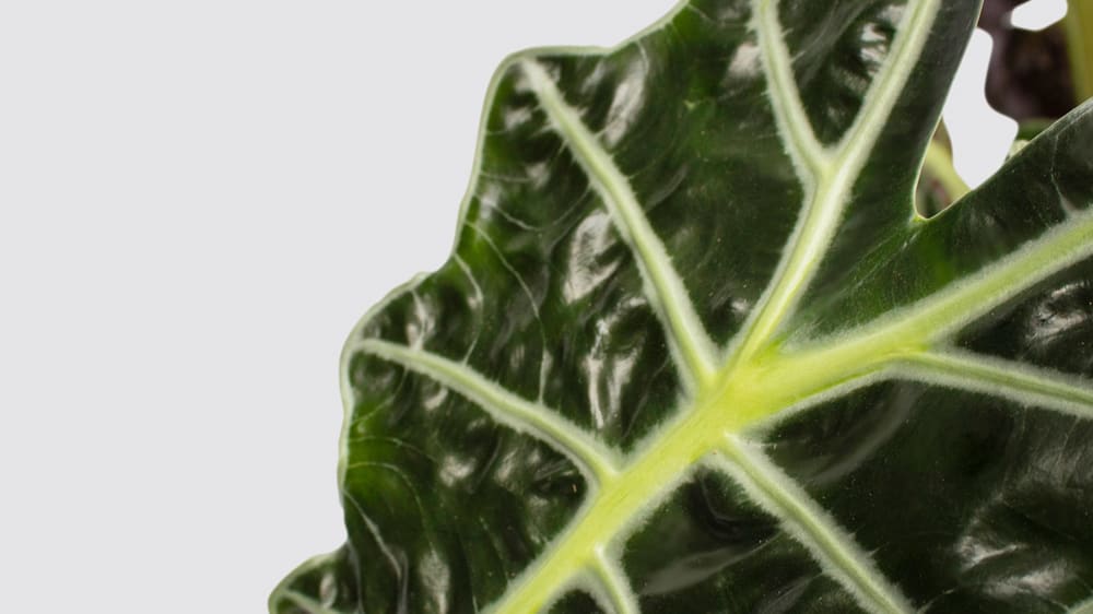 Close-up detail of an alocasia amazonica on a white studio background