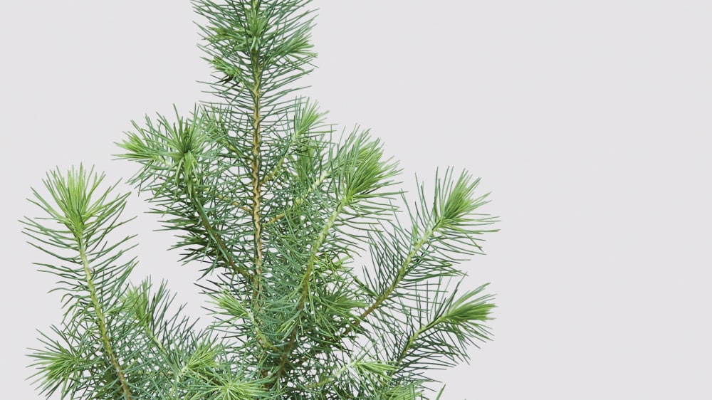 Close-up of a Pinus pinea