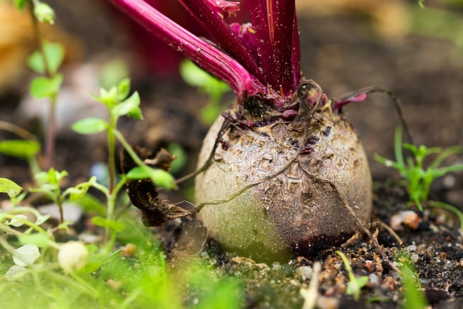 A bulb of beetroot planted in soil that is ready to be harvested