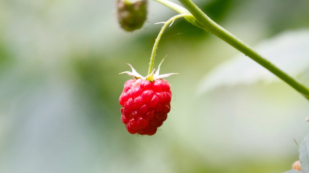 Close up of a single raspberry on a bush
