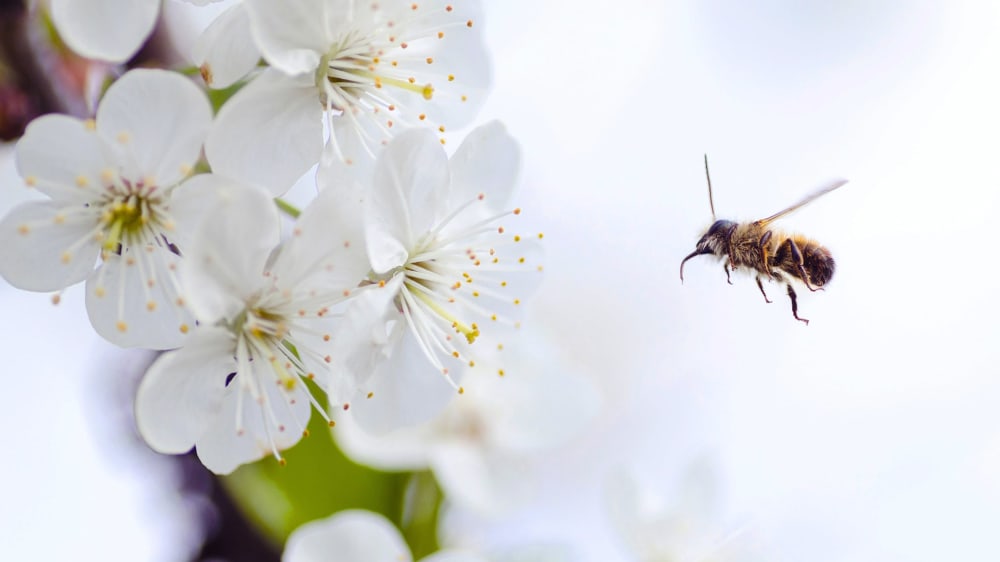 Close-up of bee flying close to some blossom