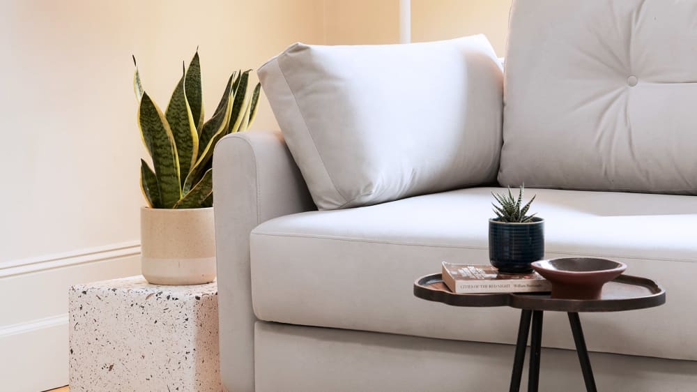 Snake plant in a cream ceramic pot sits on a side table next to a light grey sofa.