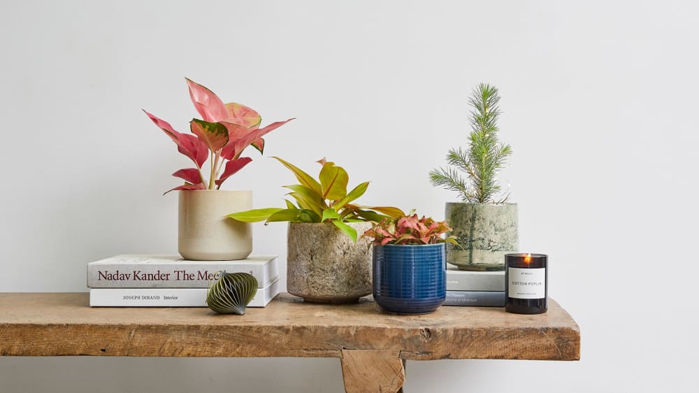 Aglaonema Red Star in a ceramic stone dipped pot, Prince of Orange in a stone fractured pot, red Fittonia in a navy blue ceramic pot and a Pinus pinea in a green fractured pot grouped together on a side table.