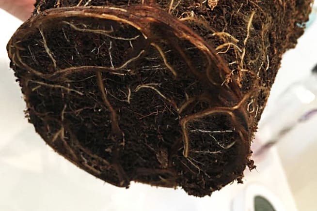 Close-up of a plant with no nursery pot and wet soil, suffering from root rot