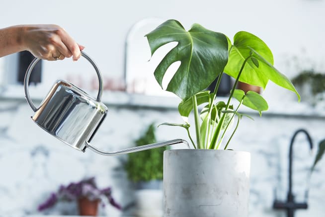 Close-up of person watering a monstera in a concrete pot with a metal watering can