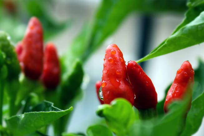 Close up of a chillies on a plant