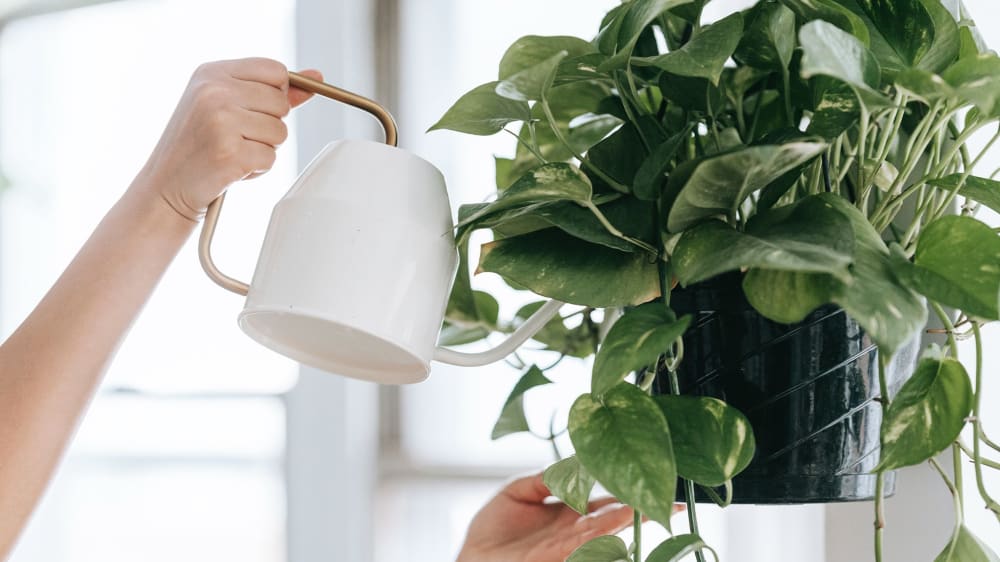 Close-up of a person watering a hanging devil's ivy using a white and gold watering can