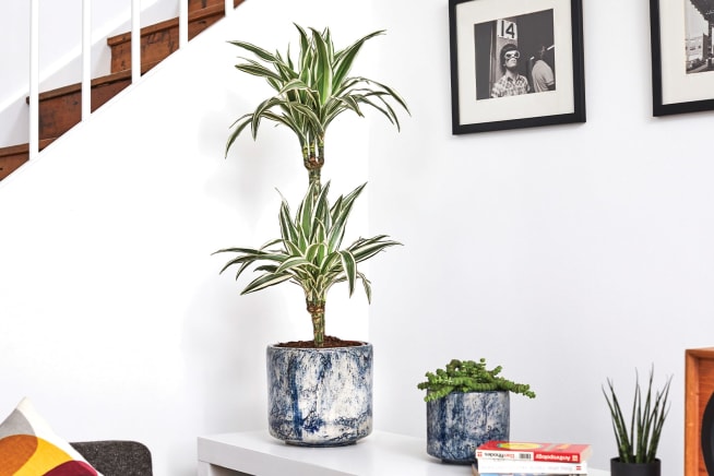 A corn plant in a blue fracture-patterened pot on a low shelf in the corner of a living room