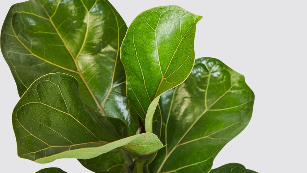 Close-up of a fiddle leaf fig leaf