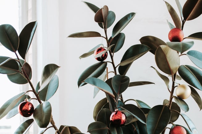 Close up of a larger rubber tree plant with red and silver baubles placed along the branches