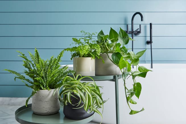 Boston fern in a light grey clay pot, Spider plant in a charcoal clay pot, Maidenhair fern in a light grey concrete pot and a light grey concrete pot, in a bathroom