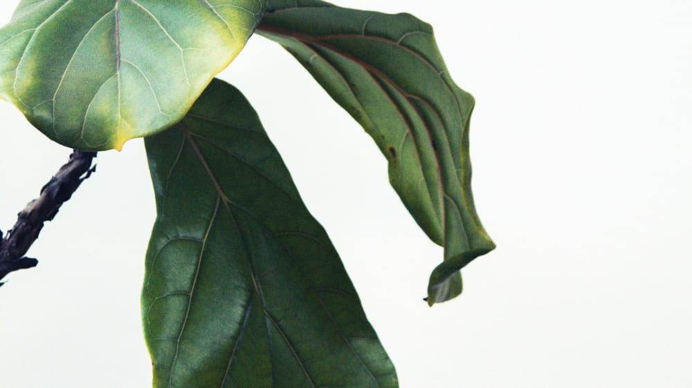 Wilting fiddle leaf fig