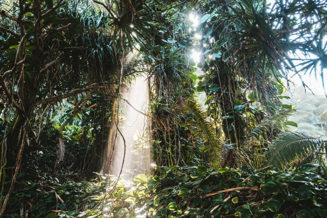 A rainforest densely populated with plants