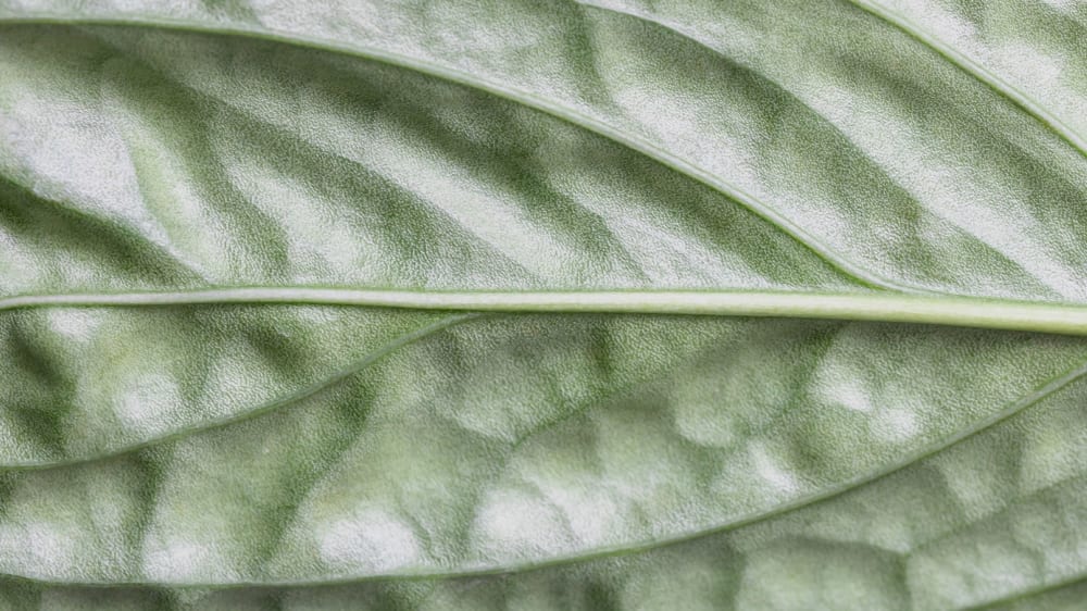 Close-up of faded green leaf