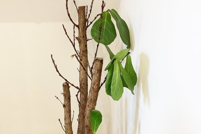 A fiddle leaf fig with lots of bare branches and few leaves