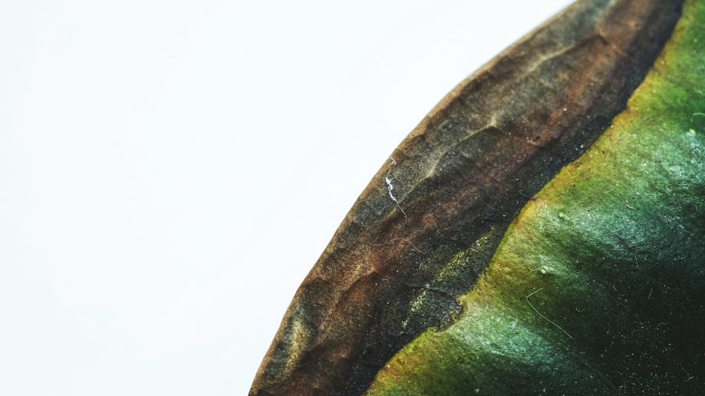 Close-up of a houseplant leaf with brown edges