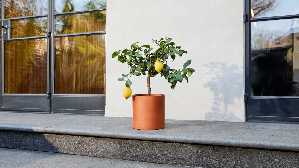 Lemon tree in a terracotta sandstone cylinder pot outside on patio steps