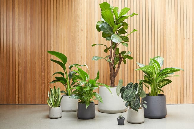 A set of clay pots against a wooden backdrop containing a snake plant, a strelitzia nicolai, a peace lily, a fiddle leaf fig tree, a succulent, an anthurium clarinervium and a dieffenbachia seguine.