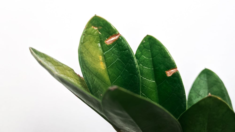 Close up of a zz plant with scars on its leaves