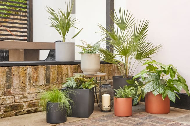 Palms, ferns, grasses and a fatsia japonica in decorative pots styled on a small outdoor patio